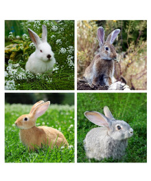 Подставка под горячее "КроликФОТО" р.14х14см. 4 диз, дерево, VL88-435