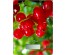 Весы кухонные MAXTRONIC MAX-1031-4 Красная смородина (прямоуг, электронные, 5 кг/1г) 24/уп кухоные оптом с доставкой по Дальнему Востоку. Большой каталогкухоных весов оптом по низким ценам.